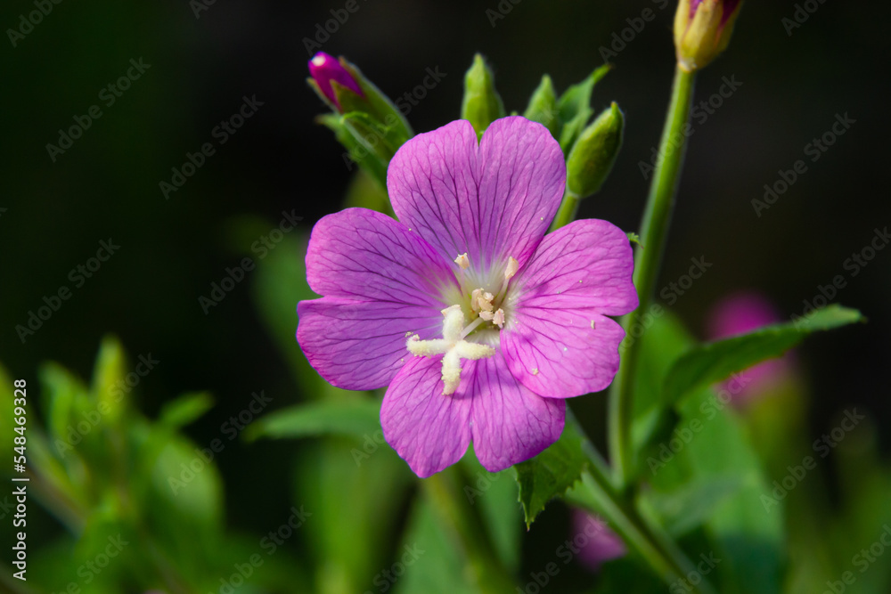 A close-up of a flowering Great willowherb, Epilobium hirsutum on a late summer evening in Estonian nature A close-up of a flowering Great willowherb, Epilobium hirsutum on a late summer evening in Estonian nature