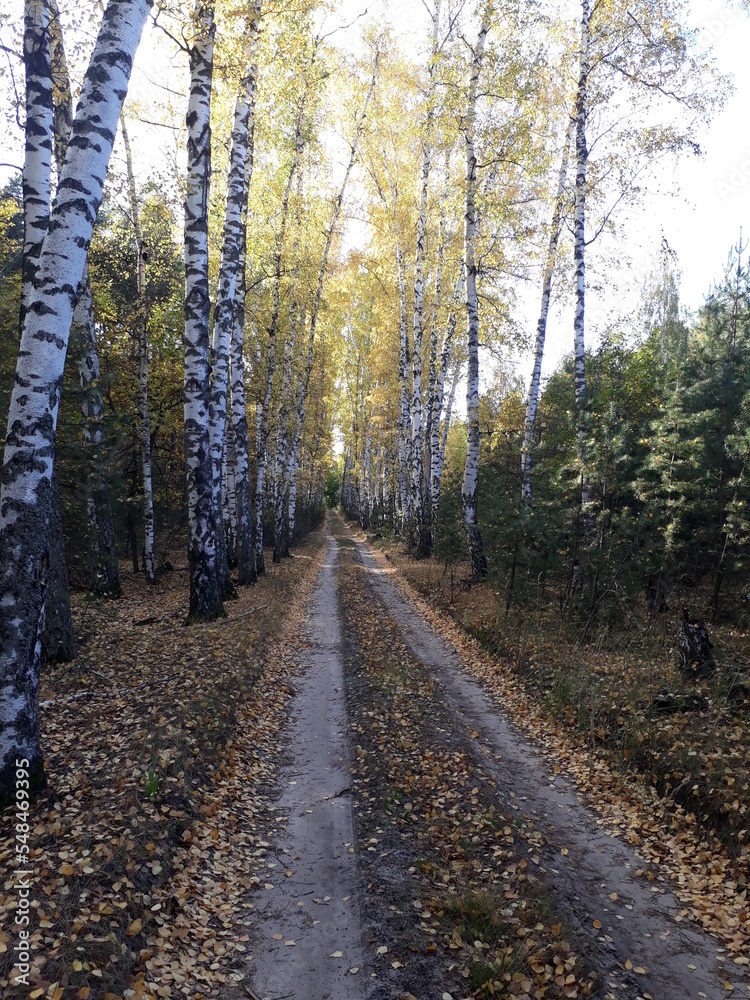 Fototapeta premium path in the woods