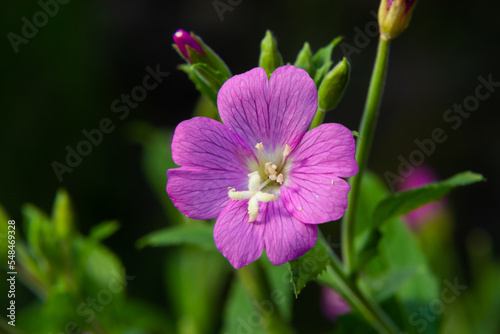 A close-up of a flowering Great willowherb  Epilobium hirsutum on a late summer evening in Estonian nature