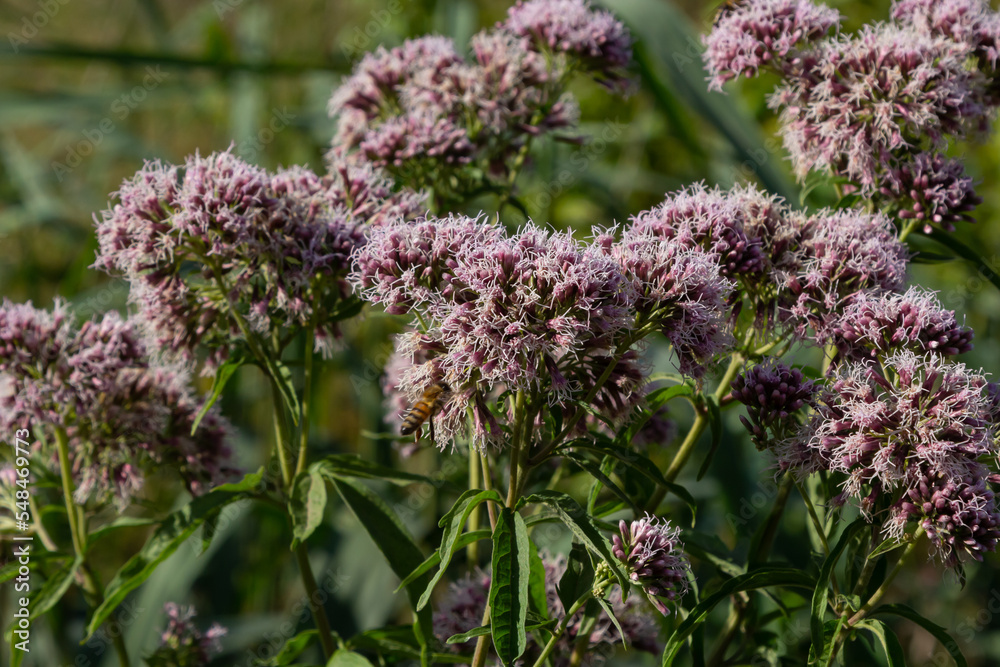 Eupatorium blossoming in a summer garden. Eupatorium cannabinum Local names davnik, hemp dog, dog hemp, etc. is a perennial herbaceous plant of the Asteraceae family Eupatorium blossoming in a summer garden. Eupatorium cannabinum Local names davnik, hemp dog, dog hemp, etc. is a perennial herbaceous plant of the Asteraceae family