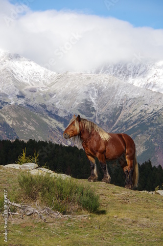 Cheval de montagne type Mérens sur fond de montagne en neige des Pyrénées