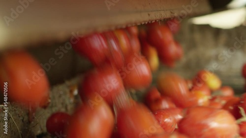 Close up of tomatoes moving along the conveyor photo