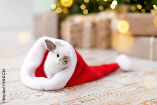A small fluffy rabbit is a symbol of the new year 2022 on the floor in front of a festive Christmas tree with blurred lights in a Santa hat