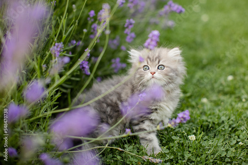 Britisch Langhaarige Kätzchen im Garten spielt im Lavendel