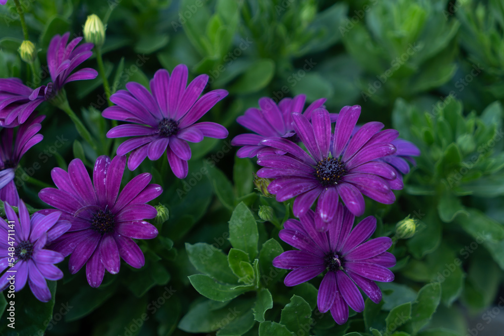 dimorphoteca flower