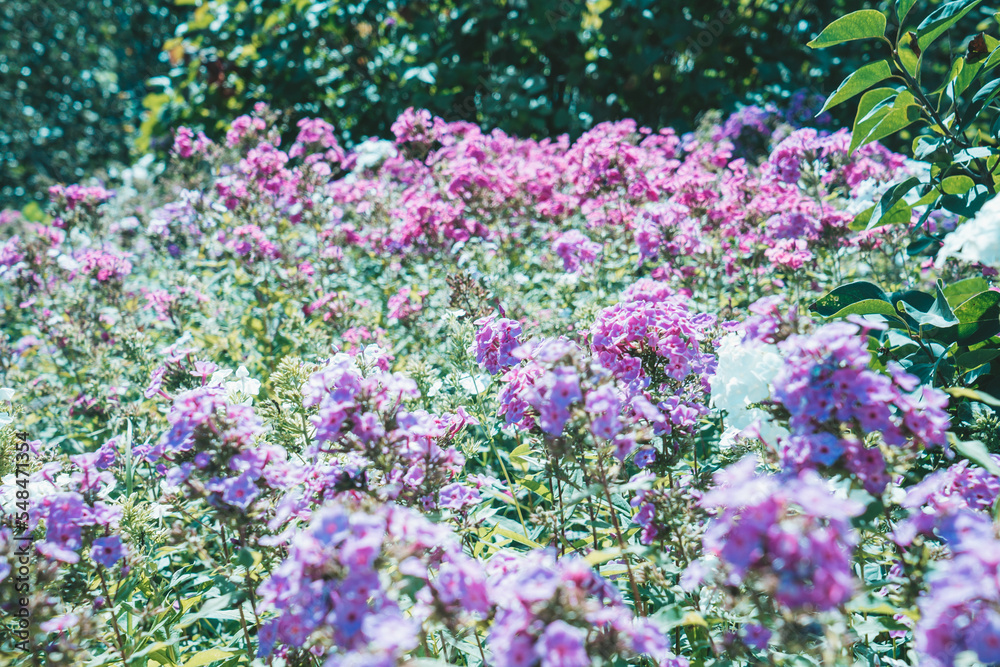 phlox phlox