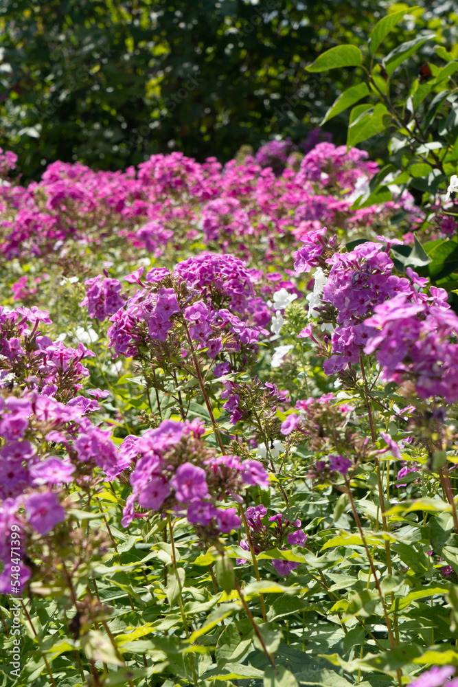 phlox phlox
