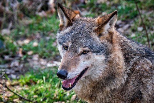 Europäischer Wolf ( Canis lupus ).