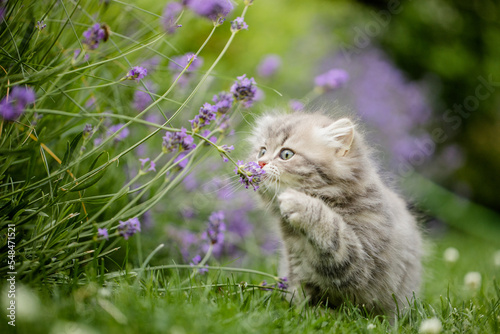 Britisch Langhaarige Kätzchen im Garten spielt im Lavendel