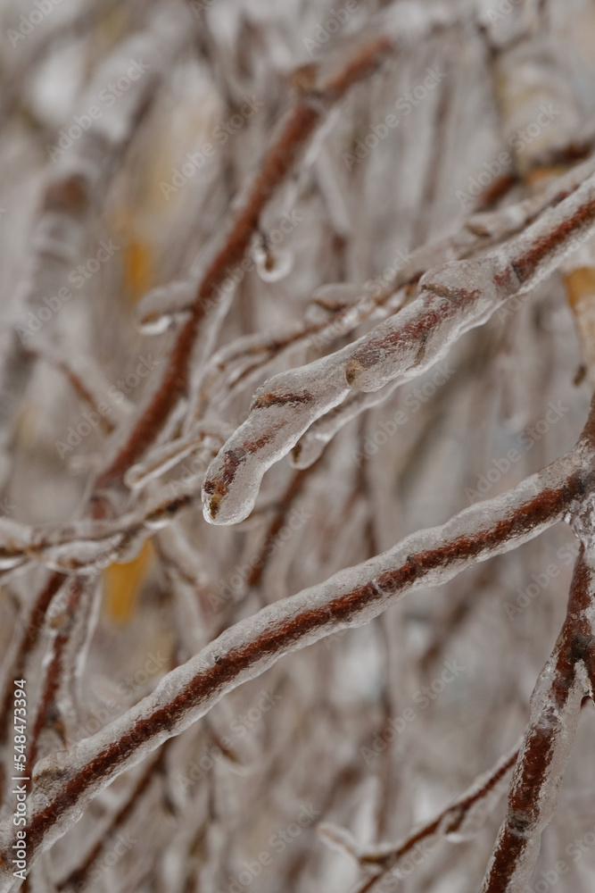 Obraz premium Ice rain. freezing rain. Frozen shrub stems. Ice on a branch