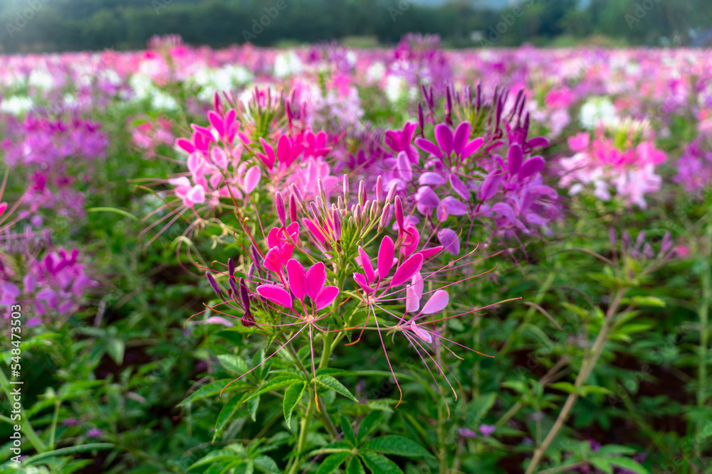 Colorful Spider flowers garden in summer..Beautiful spider flower pink blossom in the flower field spring colorful garden. Cleome hassleriana.Spring summer blossoming spider flower field colorful . Colorful Spider flowers garden in summer..Beautiful spider flower pink blossom in the flower field spring colorful garden. Cleome hassleriana.Spring summer blossoming spider flower field colorful .