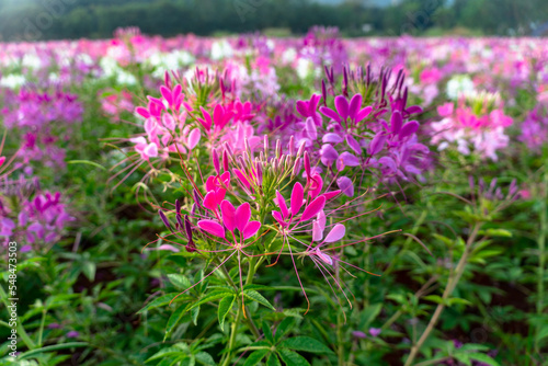 Colorful Spider flowers garden in summer..Beautiful spider flower pink blossom in the flower field spring colorful garden. Cleome hassleriana.Spring summer blossoming spider flower field colorful .