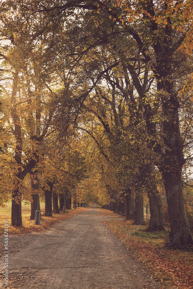 Obraz premium Lindens tree alley in the autumn