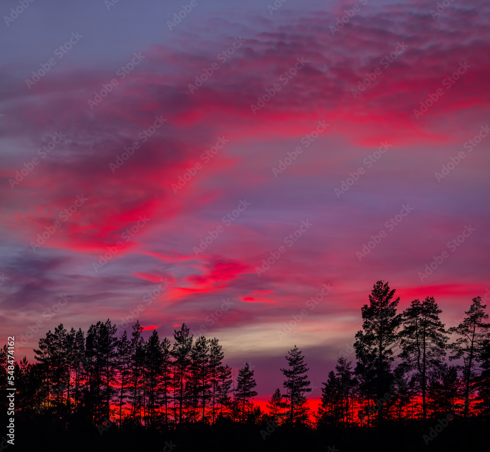 pine forst silhouette on dark pink dramatic sky background, majestic natural twilight scene