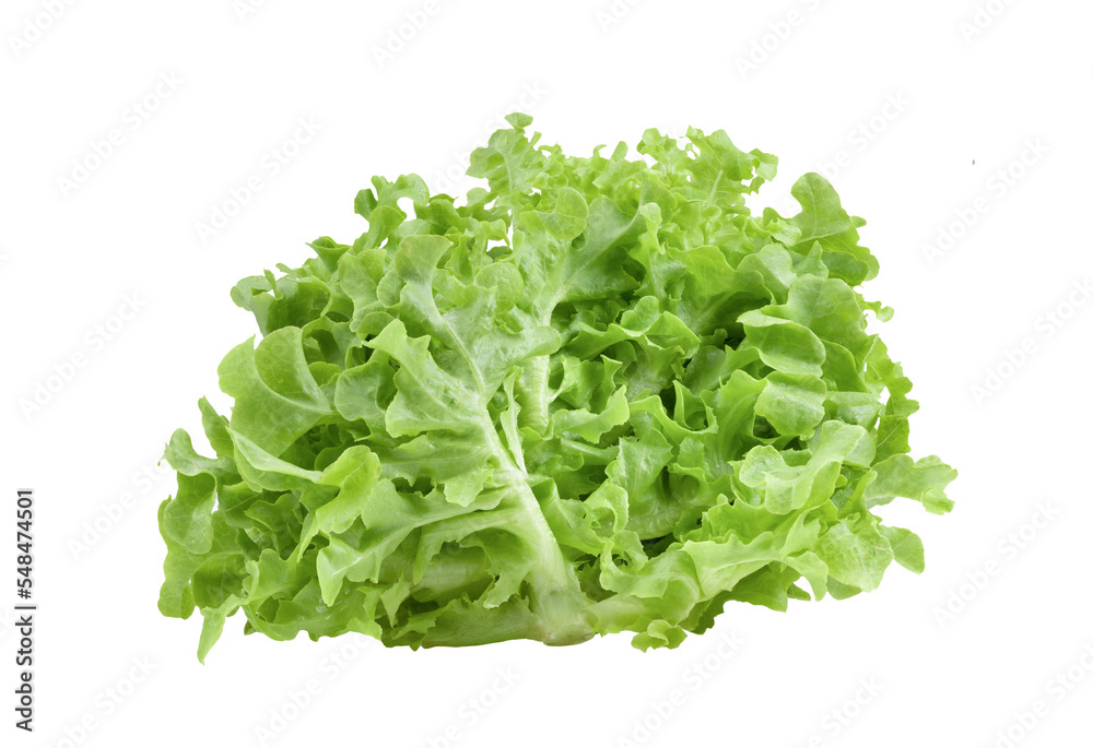 Green oak lettuce salad leaves isolated on transparent png Green oak lettuce salad leaves isolated on transparent png