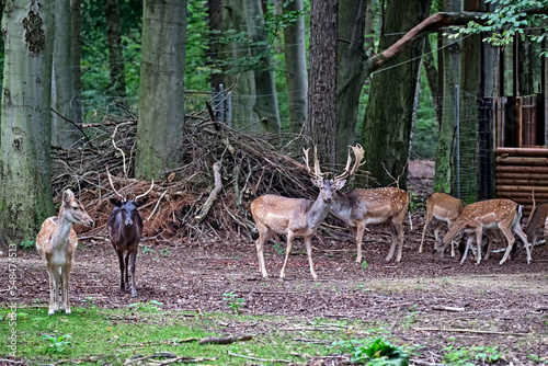 Fototapeta Naklejka Na Ścianę i Meble -  Damwild ( Dama dama ).