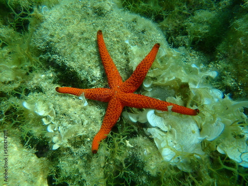 Mediterranean red sea star or red sea star, red starfish (Echinaster sepositus) undersea, Aegean Sea, Greece, Thasos island
