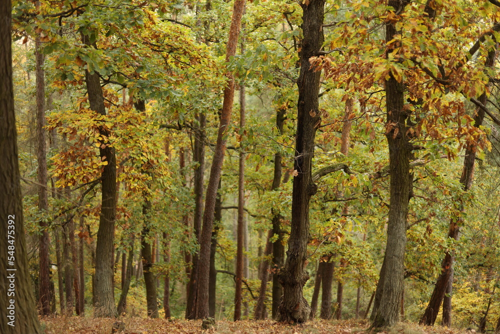 Fototapeta premium autumn in the forest