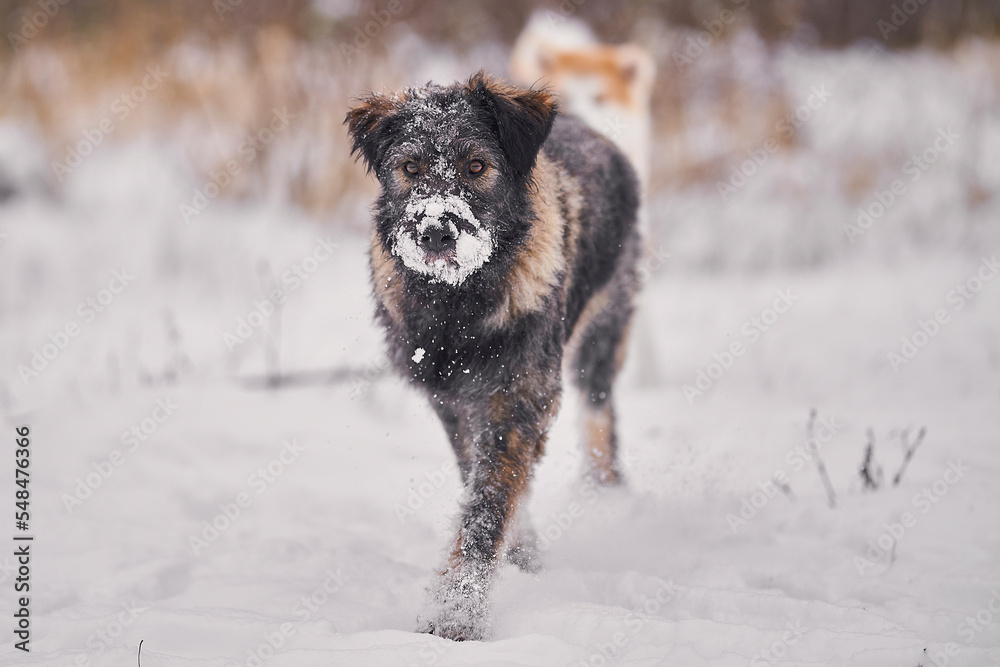Naklejka premium Shaggy dog without breed winter walk