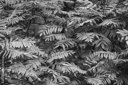 Grayscale shot of colorful foliage of sorbaria plant in the autumn season photo