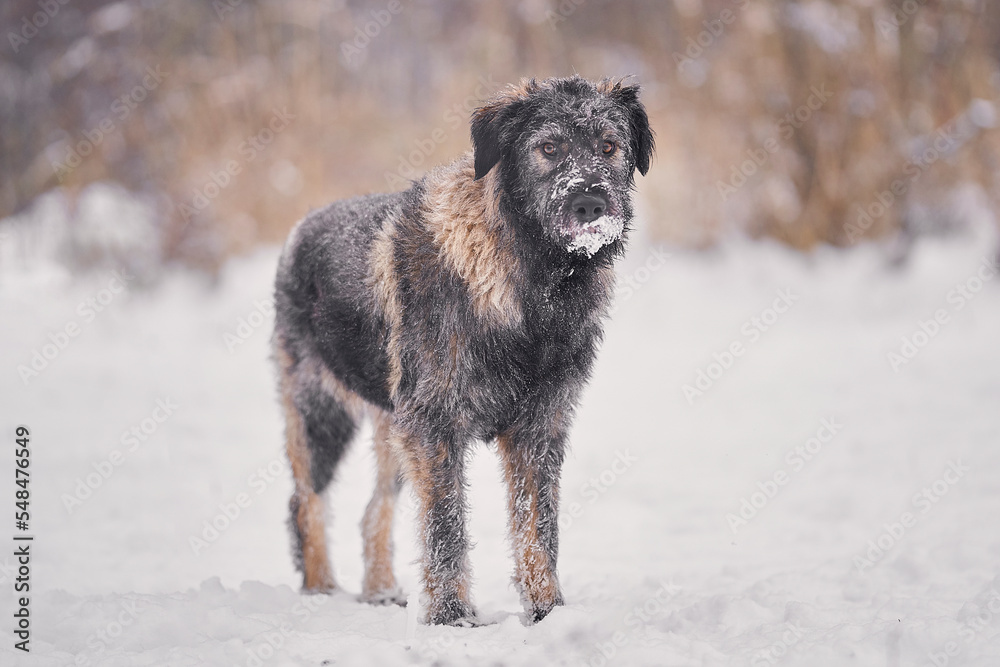 Naklejka premium Shaggy dog without breed winter walk