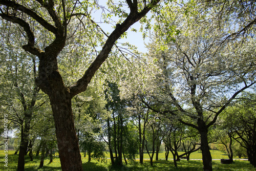 spring garden with nice trees