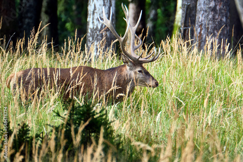 Fototapeta Naklejka Na Ścianę i Meble -  Rotwild ( Cervus elaphus ).