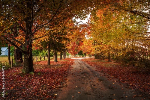 Fototapeta Naklejka Na Ścianę i Meble -  Autumn colours in the tree lined roads