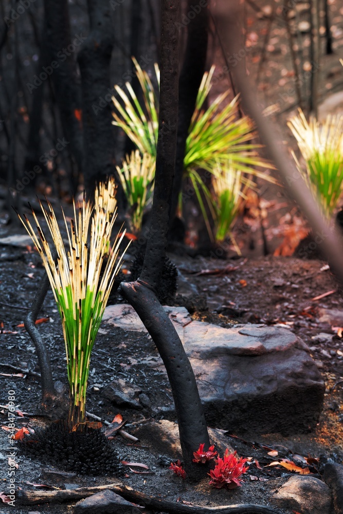 Fireproof plants and trees regenerating after bush fire Stock Photo Adobe Stock