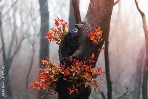 A burnt tree flourishing with bright new growth