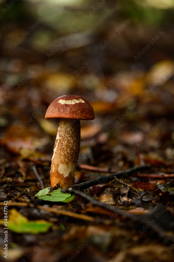 One Leccinum mushroom growing in the forest, Young autumn red mushroom.