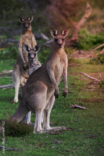 Three kangaroos