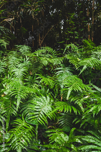 fern in the forest