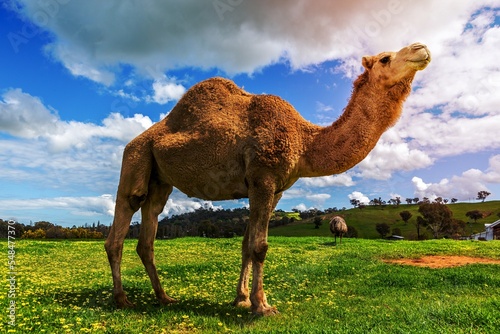 Camel and emu © Diaconescu