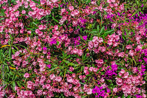 Bugambilia violeta enredada en Nerium oleander rosa