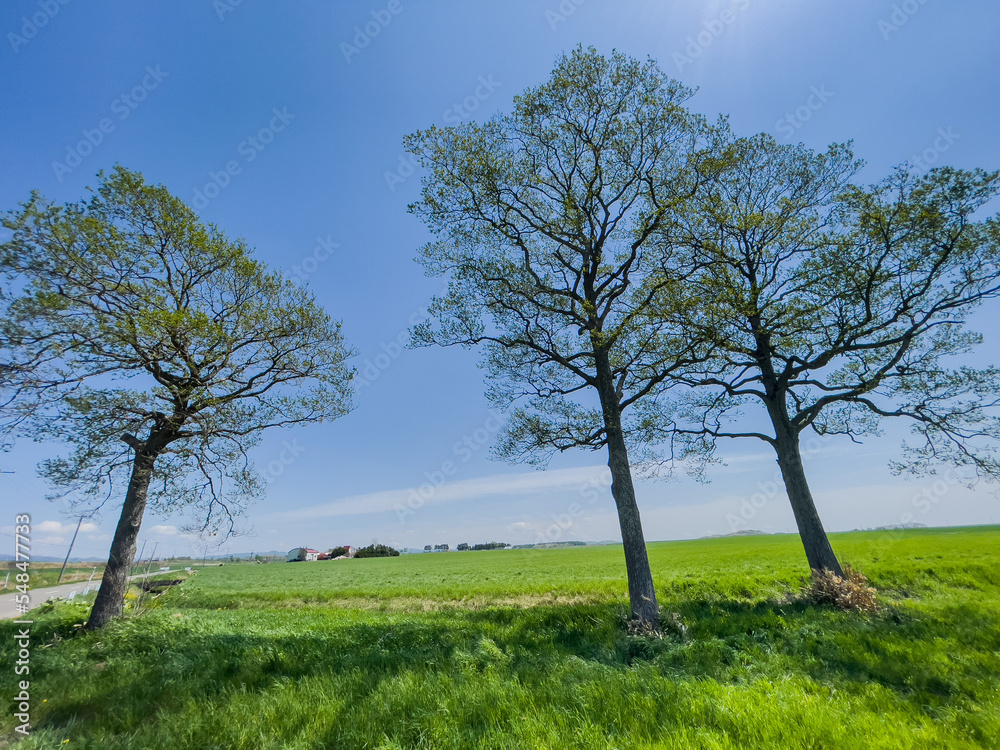 Obraz premium Spring meadow with tall trees