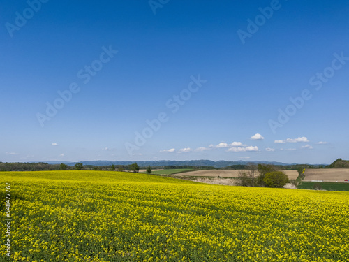 A hill with a field of rape blossoms