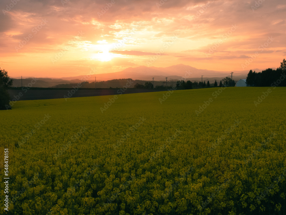 Morning grill and field of rape blossoms