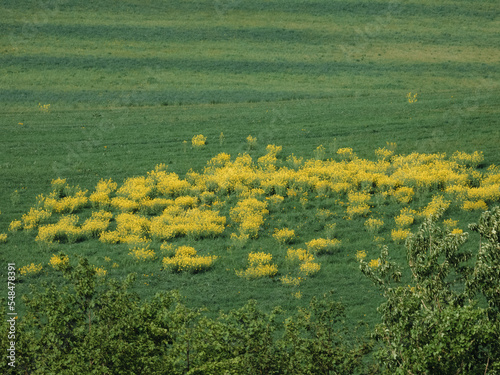 Meadow with blooming rape blossoms