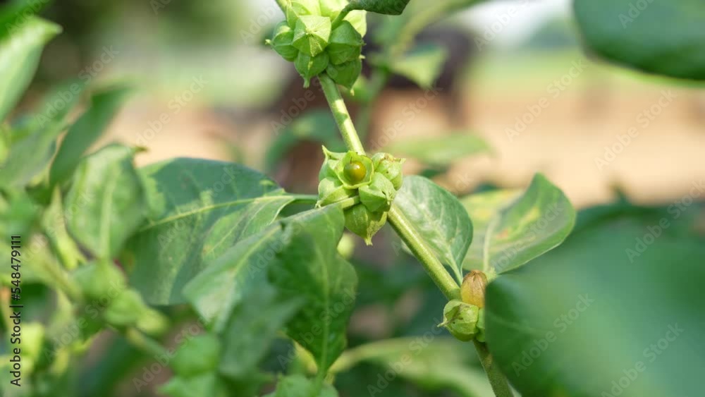 Withania somnifera plant known as Ashwagandha. winter cherry, Indian ginseng herbs or poison gooseberry. Ashwagandha benefits for weight, stress and healthcare. Withania somnifera plant known as Ashwagandha. winter cherry, Indian ginseng herbs or poison gooseberry. Ashwagandha benefits for weight, stress and healthcare.