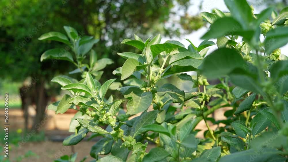 Withania somnifera plant known as Ashwagandha. winter cherry, Indian ginseng herbs or poison gooseberry. Ashwagandha benefits for weight, stress and healthcare. Withania somnifera plant known as Ashwagandha. winter cherry, Indian ginseng herbs or poison gooseberry. Ashwagandha benefits for weight, stress and healthcare.