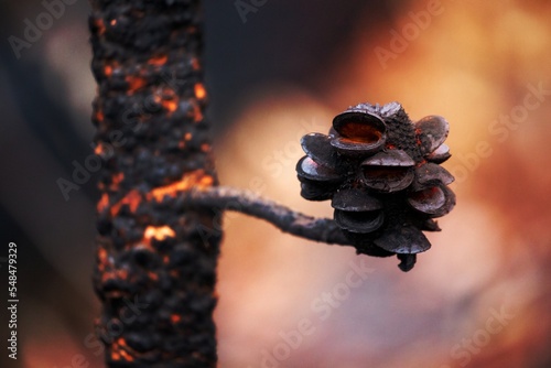 Burnt seed pods open after bush fires in Australia