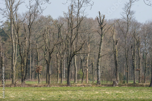 avenue of ill beeches suffering and dying from drought and nitrogen deposition in the kruisbergse bossen in early spring photo