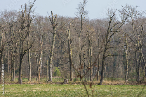 avenue of ill beeches suffering and dying from drought and nitrogen deposition in the kruisbergse bossen in early spring photo