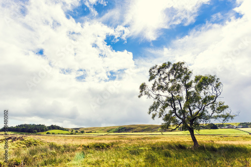 A lone tree in the County Durham countryside on a summer day with green rolling hills and dramatic clouds