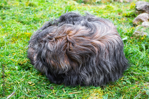 a shaggy dog curled up on the green grass. The life of homeless animals on the street.