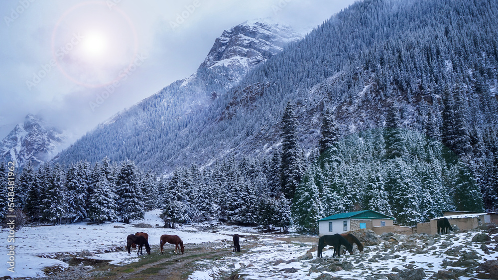 Winter landscape in mountainous Kyrgyzstan, horses are grazing under  a soft sunlight, in Central Asia. 