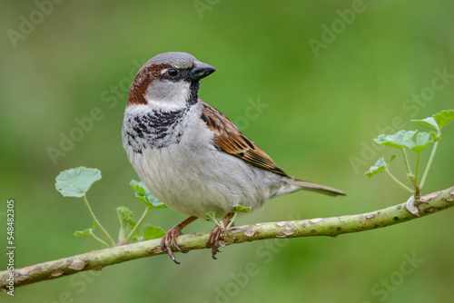 Male House Sparrow (Passer domesticus) close up on a branch with blurred green background photo