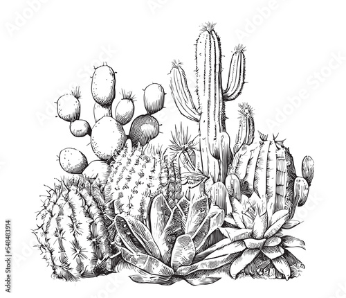 Cactus sketch hand drawn engraving style line art Vector illustration