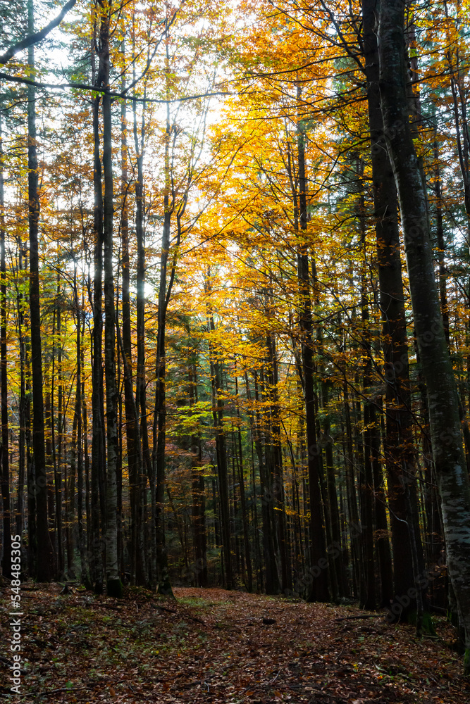 beautiful autumn beech forest. Carpathians in Ukraine. Dovbush rocks